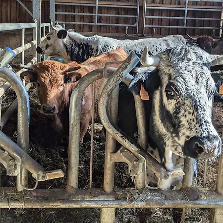 Authentique A La Montagne Pour 10 Pers. Avec - Fr-1-589-830 Сasa de vacaciones