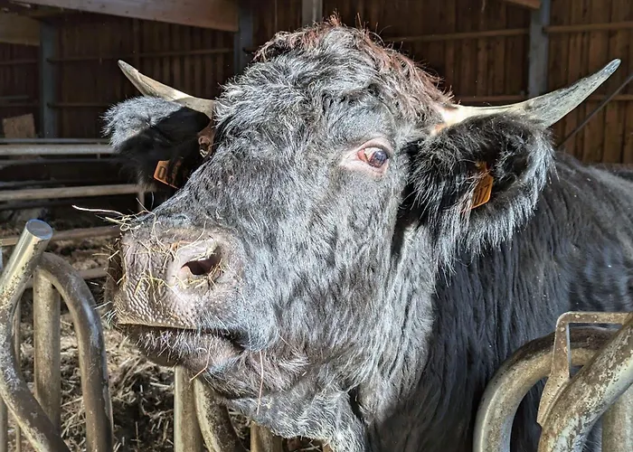 펜션 Authentique A La Montagne Pour 10 Pers. Avec - Fr-1-589-830