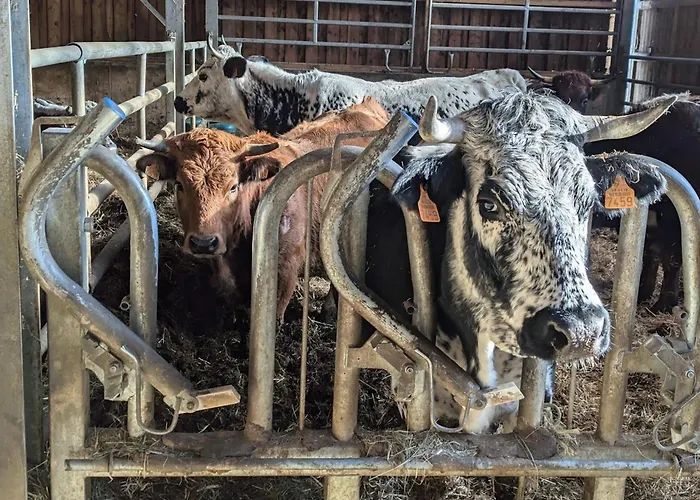 Authentique A La Montagne Pour 10 Pers. Avec - Fr-1-589-830 펜션